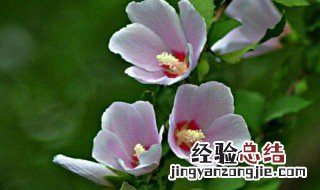木槿花典故 关于木槿花的传说