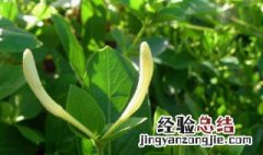 金银花的神话传说 有关金银花的传说