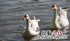 鹅是什么意思网络用语 鹅是什么意思