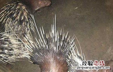 2017年养豪猪赚钱吗 2017年养豪猪赚钱吗