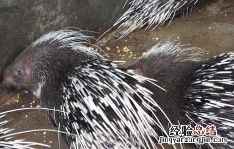 2017年养豪猪赚钱吗 2017年养豪猪赚钱吗