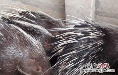 2017年养豪猪赚钱吗 2017年养豪猪赚钱吗