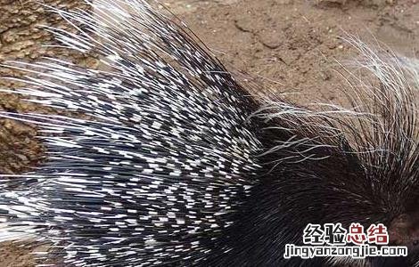 饲养豪猪需要办什么手续 养豪猪要办什么手续