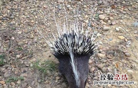 饲养豪猪需要办什么手续 养豪猪要办什么手续