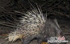 饲养豪猪需要办什么手续 养豪猪要办什么手续