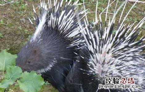 饲养豪猪需要办什么手续 养豪猪要办什么手续