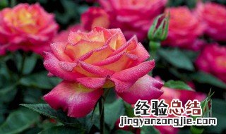 夏季月季花怎么养 夏季月季花如何养护