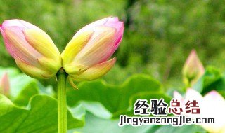 并蒂莲的传说 并蒂莲的传说是什么