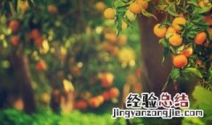 落叶乔木是什么意思 乔木是什么意思