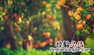 落叶乔木是什么意思 乔木是什么意思