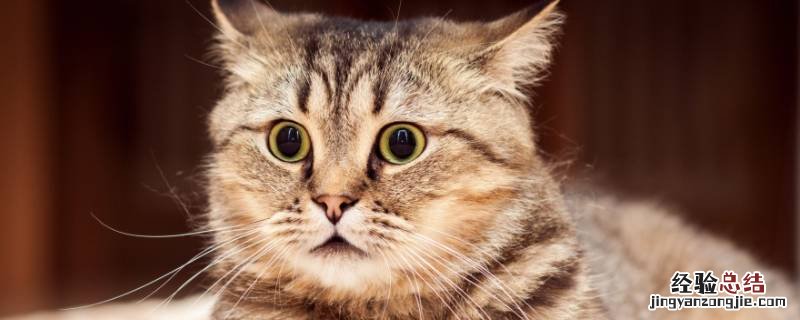 猫咪需要打脑炎的疫苗吗 猫得脑炎打的针能好吗