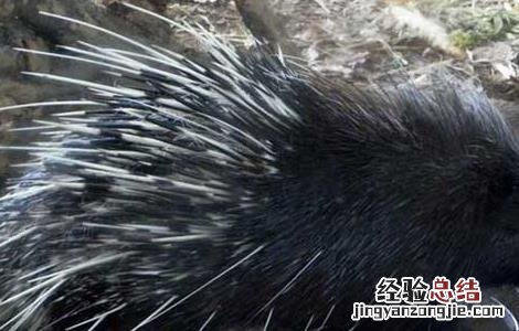 豪猪养殖是骗局吗 豪猪养殖是骗局吗视频