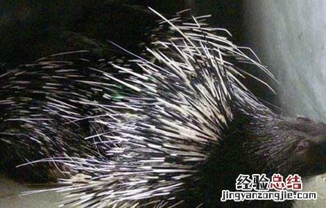 豪猪养殖是骗局吗 豪猪养殖是骗局吗视频