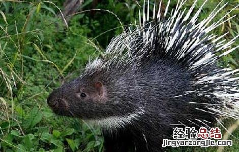 豪猪养殖是骗局吗 豪猪养殖是骗局吗视频