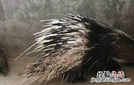 豪猪养殖要注意防逃跑 豪猪怎样养?能圈养吗?