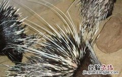 豪猪养殖要注意防逃跑 豪猪怎样养?能圈养吗?