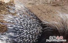 猪食饲料配方 豪猪饲料参考配方