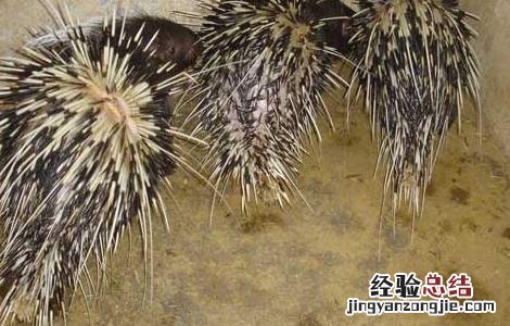 豪猪肠炎的防治方法 猪小肠治肠炎吗