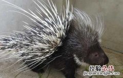 豪猪繁殖障碍有哪些 豪猪繁殖障碍有哪些药