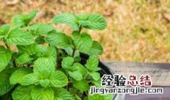 薄荷叶的保存方法 鲜薄荷叶的保存方法