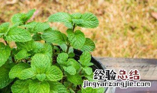 薄荷叶的保存方法 鲜薄荷叶的保存方法
