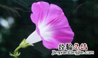 喇叭花的形状写一段话 描写喇叭花形状的一段话欣赏