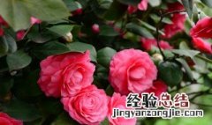 室外茶花如何养才能长的好 室外茶花如何养才能长得好