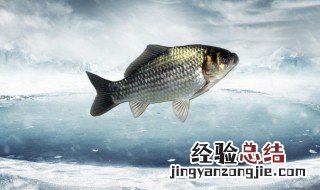 野钓鲫鱼调几目最好 冬季钓鲫鱼调几目最佳