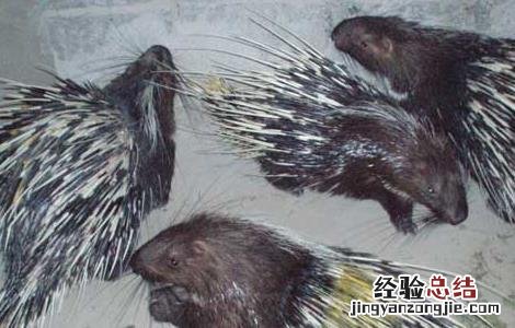 豪猪人工繁殖技术 豪猪人工繁殖技术