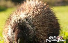豪猪人工繁殖技术 豪猪人工繁殖技术