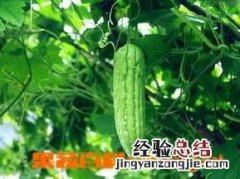 苦瓜的营养价值及功效和作用 苦瓜的营养价值及功效