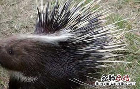 豪猪养殖日常管理方案 豪猪养殖日常管理方案及流程