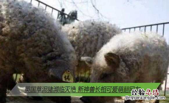 草泥猪 草泥猪图片