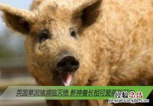 草泥猪 草泥猪图片