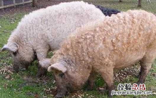 草泥猪 草泥猪图片