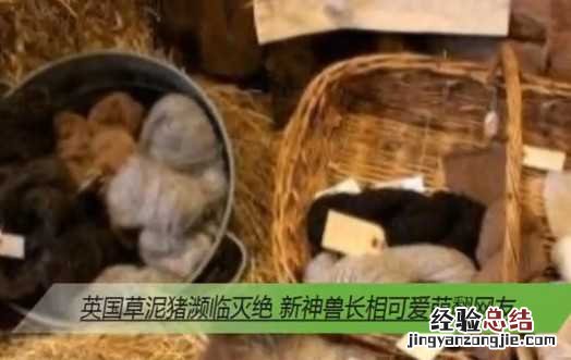 草泥猪 草泥猪图片