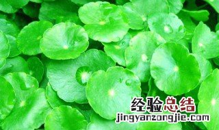 金钱草有什么功效 金钱草的传说
