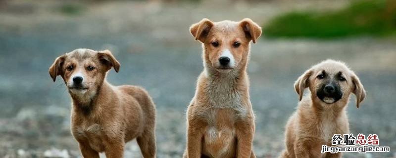 狗颜面瘘不治会怎么样 狗狗颜面瘘怎么办