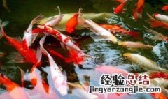 淡水观赏鱼什么鱼最好养活 淡水观赏鱼什么鱼最好养