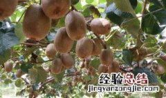 奇异果硬硬的是熟吗 奇异果很硬 放多久熟