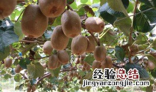 奇异果硬硬的是熟吗 奇异果很硬 放多久熟