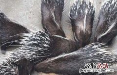 豪猪的饲料种类都有哪些? 豪猪有哪些品种