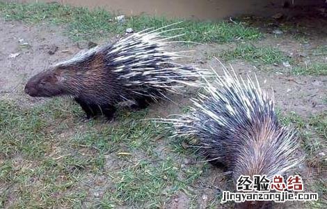豪猪如何养殖怎样做要求注意什么? 豪猪的繁殖管理的注意事项