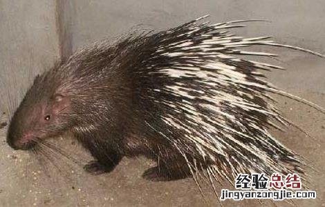 豪猪如何养殖怎样做要求注意什么? 豪猪的繁殖管理的注意事项