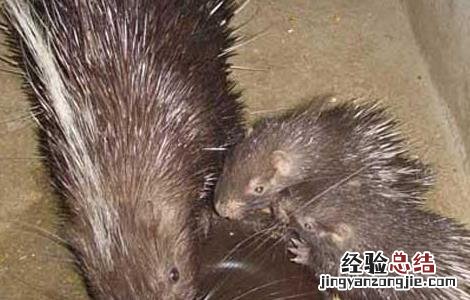 豪猪如何养殖怎样做要求注意什么? 豪猪的繁殖管理的注意事项