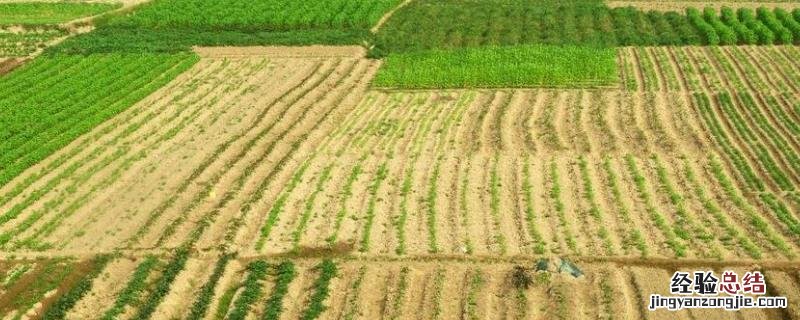 一亩地等于多少担 1亩地是几担田，可以栽种多少果树