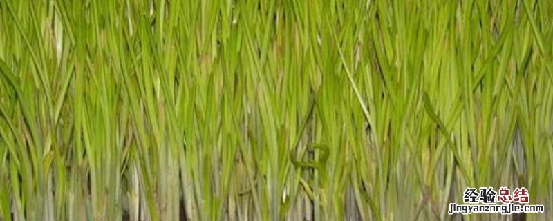 无土蒜黄能割几茬，附种植方法 蒜黄无土栽培技术家庭