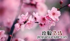 描写梅的古诗大全300首 古代十首观梅的诗词