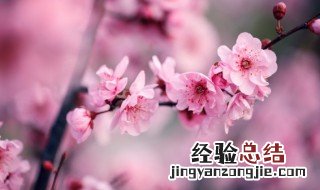 描写梅的古诗大全300首 古代十首观梅的诗词