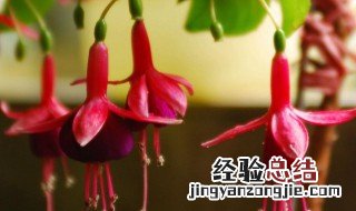 倒挂金钟花的传说 倒挂金钟的传说